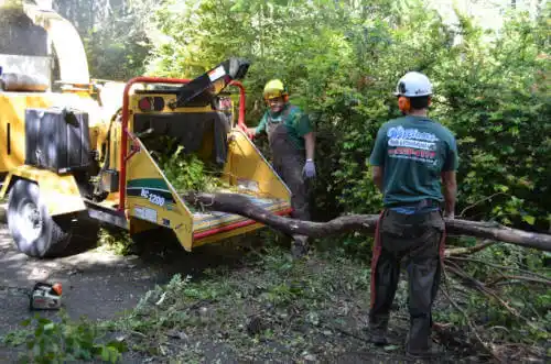 tree services Vincent